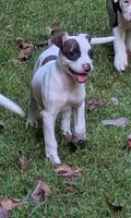 Domino , a female American Bulldog for sale in Decatur, TN – 9 of 9