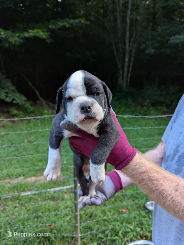Dolly – American Bulldog puppy for sale in Decatur, TN