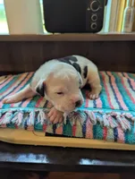 Mia, a female American Bulldog for sale in Decatur, TN – 2 of 5