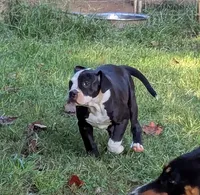 Dolly, a female American Bulldog for sale in Decatur, TN – 8 of 10