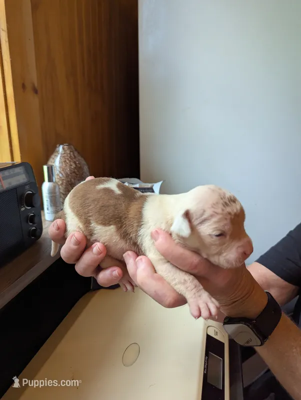 Liberty  – American Bulldog puppy for sale in Decatur, TN