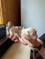 Liberty , a female American Bulldog for sale in Decatur, TN – 1 of 4