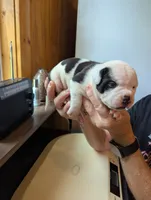Lola, a female American Bulldog for sale in Decatur, TN – 4 of 6