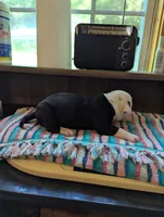 Coco, a female American Bulldog for sale in Decatur, TN – 4 of 6