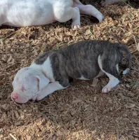 Savannah , a female American Bulldog for sale in Decatur, TN – 2 of 5