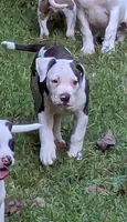 Maverick , a male American Bulldog for sale in Decatur, TN – 2 of 9