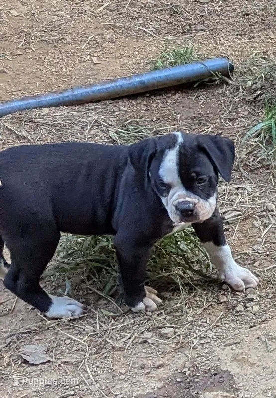 Jade – American Bulldog puppy for sale in Decatur, TN