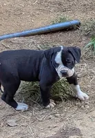 Jade, a female American Bulldog for sale in Decatur, TN – 2 of 10