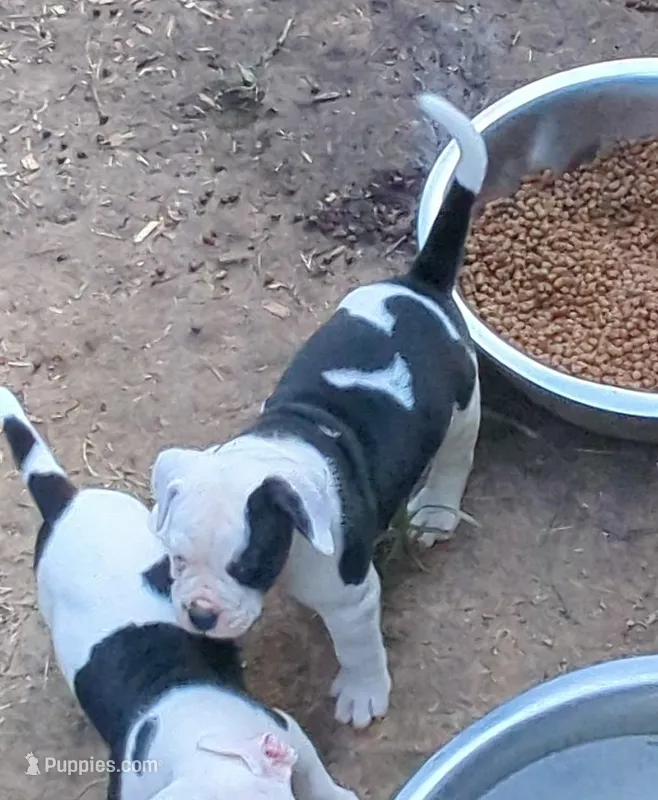 Ellie – American Bulldog puppy for sale in Decatur, TN
