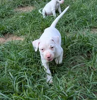 Kodiak , a male American Bulldog for sale in Decatur, TN – 5 of 10