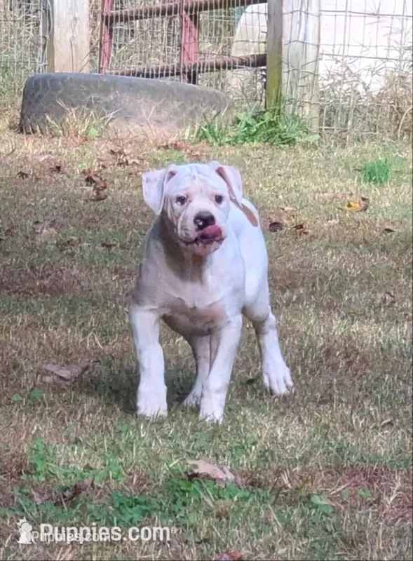 Oscar  – American Bulldog puppy for sale in Decatur, TN