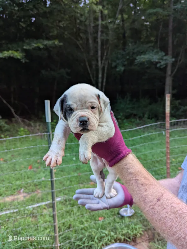 Lola – American Bulldog puppy for sale in Decatur, TN