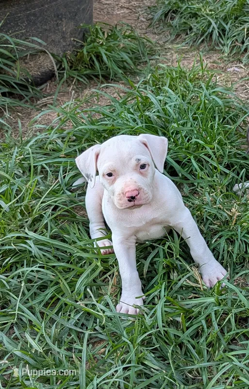 Kodiak  – American Bulldog puppy for sale in Decatur, TN