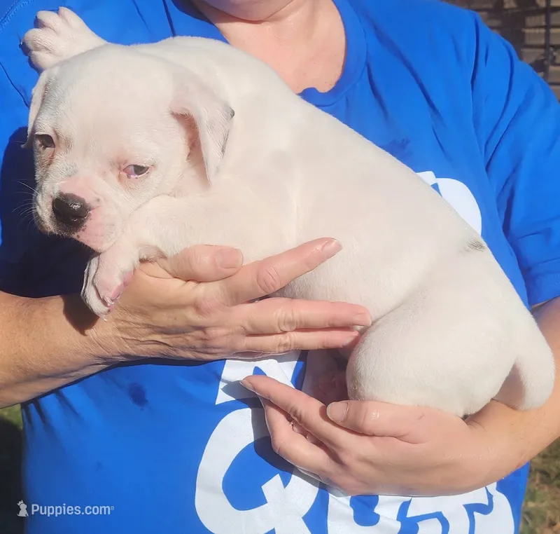 Sammi – American Bulldog puppy for sale in Decatur, TN