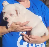 Sammi, a female American Bulldog for sale in Decatur, TN – 1 of 9