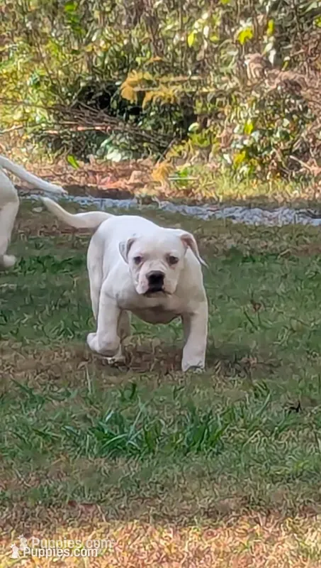 Sammi – American Bulldog puppy for sale in Decatur, TN