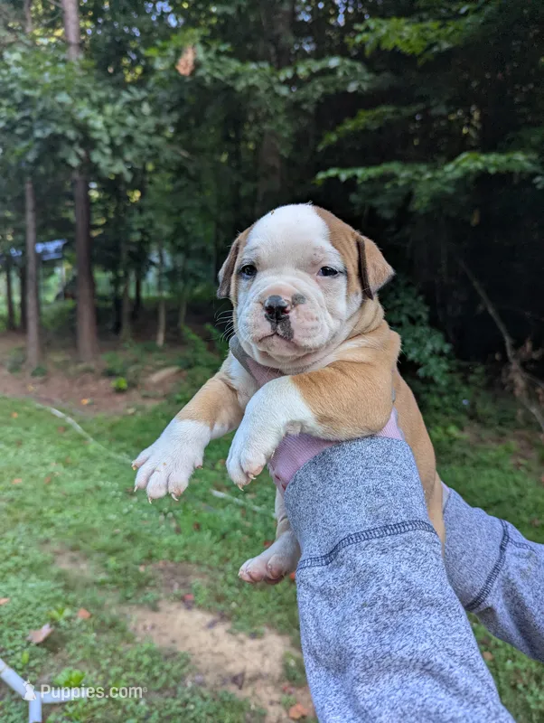 Honey  – American Bulldog puppy for sale in Decatur, TN
