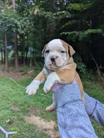Honey , a female American Bulldog for sale in Decatur, TN – 1 of 4