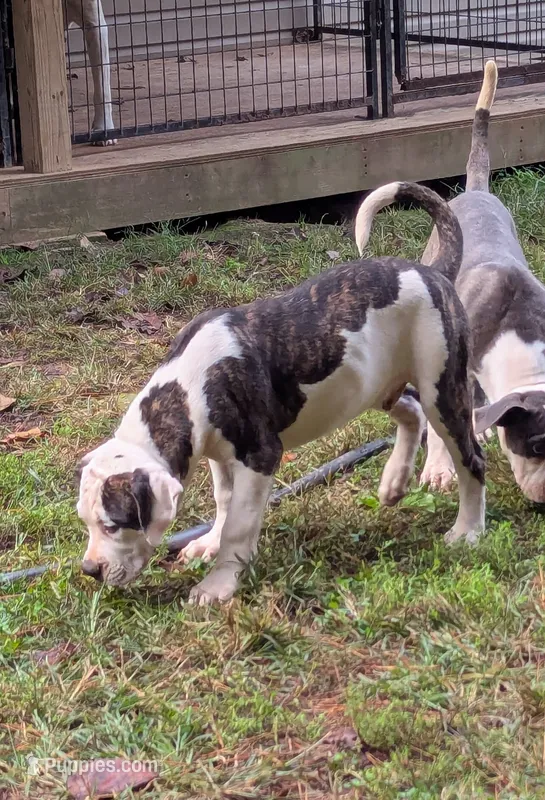 Maverick  – American Bulldog puppy for sale in Decatur, TN