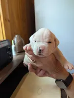 Stella , a female American Bulldog for sale in Decatur, TN – 3 of 6