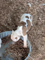 Dalton , a male American Bulldog for sale in Decatur, TN – 2 of 6