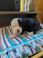 Coco, a female American Bulldog for sale in Decatur, TN – 2 of 6