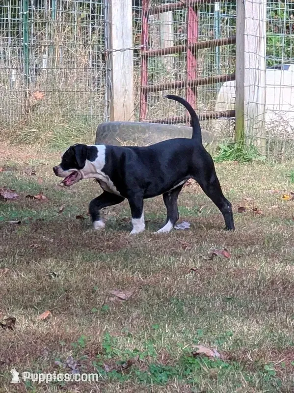 Jade – American Bulldog puppy for sale in Decatur, TN