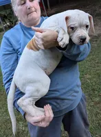 Oscar , a male American Bulldog for sale in Decatur, TN – 8 of 8