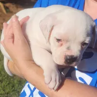 Sammi, a female American Bulldog for sale in Decatur, TN – 4 of 9