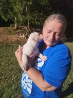 Sammi, a female American Bulldog for sale in Decatur, TN – 7 of 9