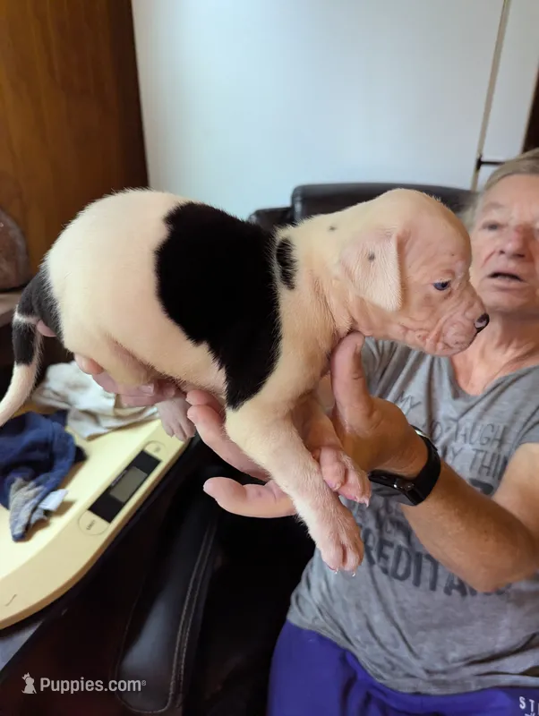 Titan  – American Bulldog puppy for sale in Decatur, TN