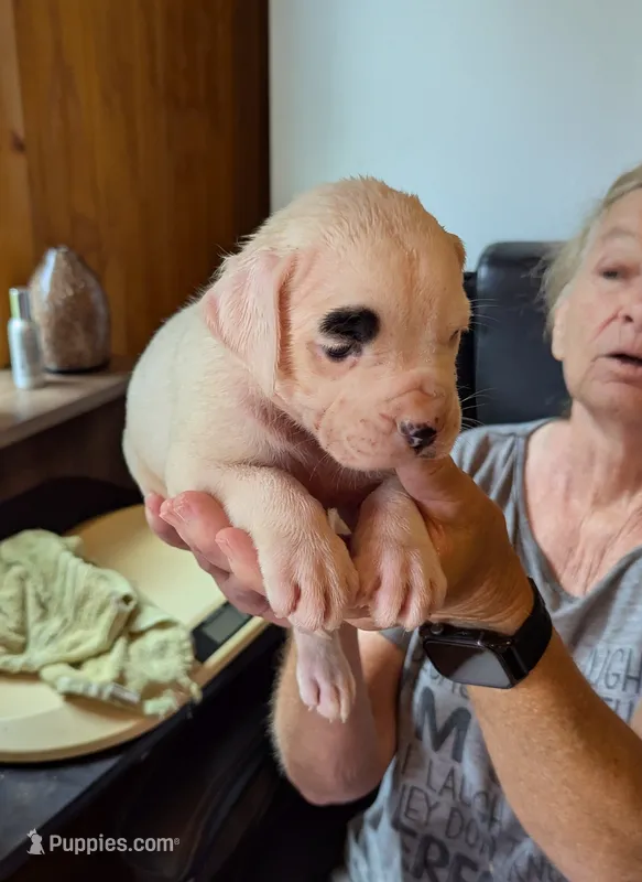 Ace – American Bulldog puppy for sale in Decatur, TN