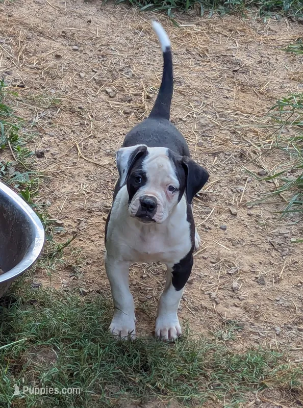 Odin – American Bulldog puppy for sale in Decatur, TN