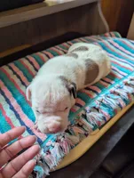 Cooper, a male American Bulldog for sale in Decatur, TN – 2 of 4