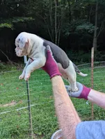 Lola, a female American Bulldog for sale in Decatur, TN – 2 of 6