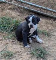 Jade, a female American Bulldog for sale in Decatur, TN – 4 of 10
