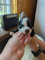 Jade, a female American Bulldog for sale in Decatur, TN – 3 of 7