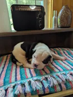 Mia, a female American Bulldog for sale in Decatur, TN – 3 of 5