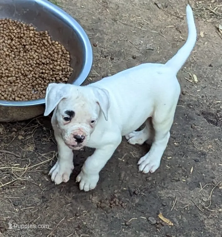 Ace – American Bulldog puppy for sale in Decatur, TN