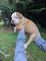 Honey , a female American Bulldog for sale in Decatur, TN – 2 of 4