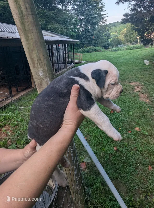 Trudy – American Bulldog puppy for sale in Decatur, TN