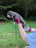 Dolly, a female American Bulldog for sale in Decatur, TN – 2 of 4