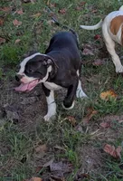 Dolly, a female American Bulldog for sale in Decatur, TN – 10 of 10