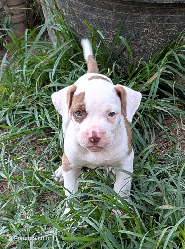 Dalton  – American Bulldog puppy for sale in Decatur, TN