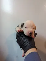 Trudy, a female American Bulldog for sale in Decatur, TN – 3 of 6