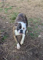 Sammi, a female American Bulldog for sale in Decatur, TN – 8 of 9