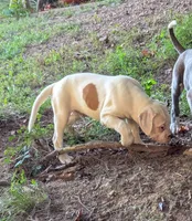 Oscar , a male American Bulldog for sale in Decatur, TN – 3 of 8