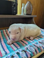 Ace, a male American Bulldog for sale in Decatur, TN – 3 of 5