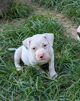Kodiak , a male American Bulldog for sale in Decatur, TN – 4 of 10