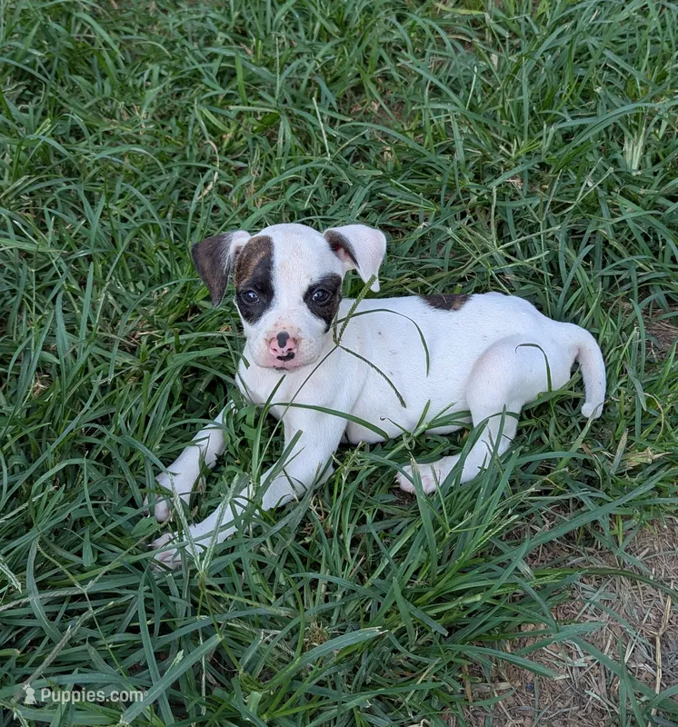 Domino  – American Bulldog puppy for sale in Decatur, TN
